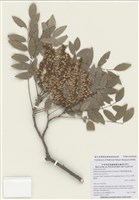 藏品(臺灣馬鞍樹)的圖片